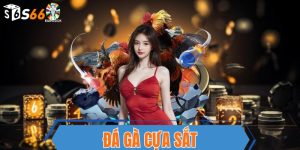 S666 gà đá cựa sắt